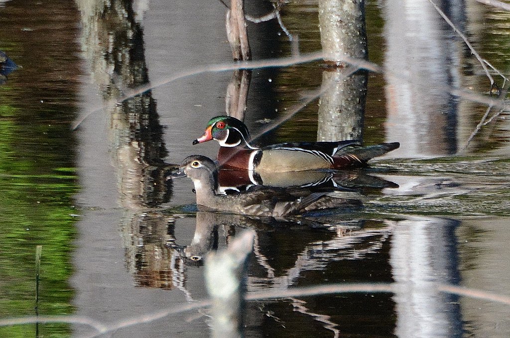 Duck, Wood, 2016-05189593 Broad Meadow Brook, MA.JPG - Wood Duck. Broad Meadow Brook Wildlife Sanctuary, MA, 5-18-2016